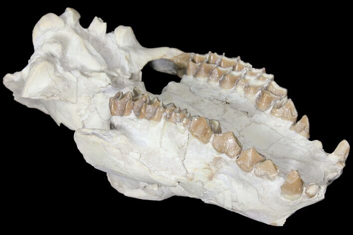 7.4" Oreodont (Merycoidodon) Partial Skull - Wyoming